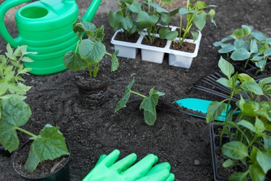 Photo of Young seedlings in ground, watering can, rake, gardening gloves and shovel outdoors