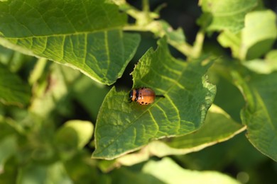 Photo of Larva of colorado potato beetle on green plant outdoors, top view