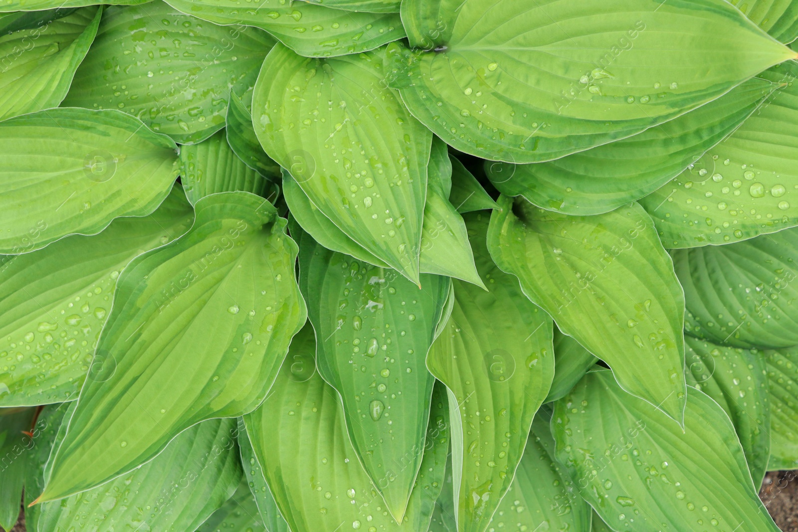 Photo of Beautiful dieffenbachia with wet green leaves as background