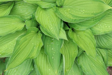 Photo of Beautiful dieffenbachia with wet green leaves as background