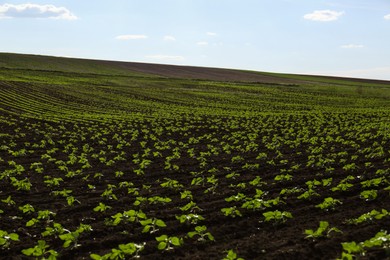 Agricultural field with sunflower seedlings on sunny day