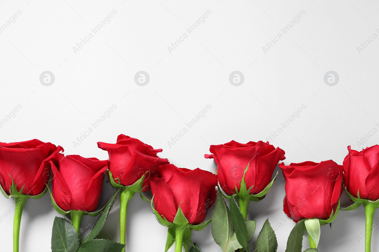 Photo of Beautiful red roses on white background, top view. Space for text