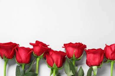 Beautiful red roses on white background, top view. Space for text