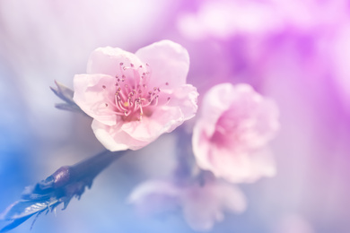 Closeup view of blossoming spring tree outdoors, toned in pink and blue