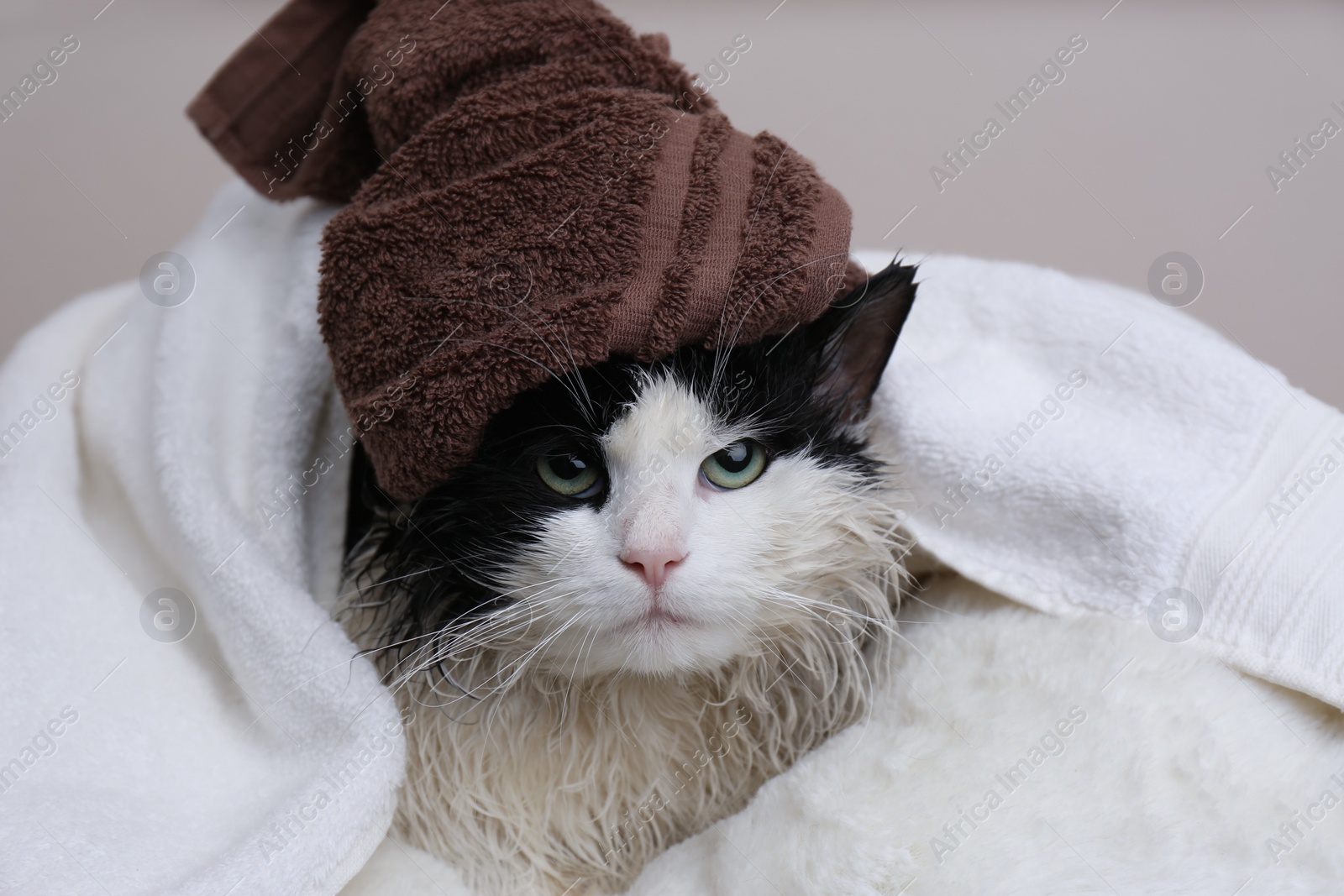 Photo of Wet cat wrapped with towels on light grey background