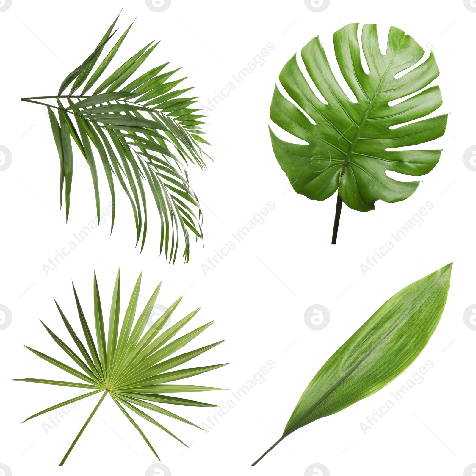 Image of Set of different fresh tropical leaves on white background