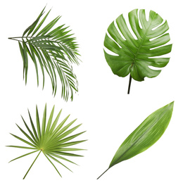 Image of Set of different fresh tropical leaves on white background