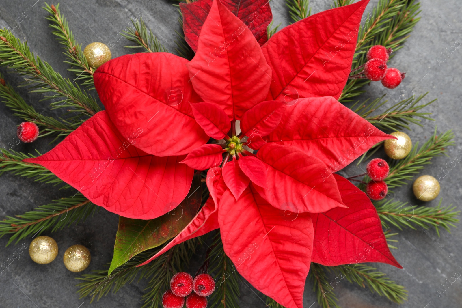 Photo of Flat lay composition with beautiful poinsettia on grey background. Christmas traditional flower