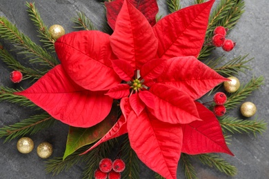 Flat lay composition with beautiful poinsettia on grey background. Christmas traditional flower