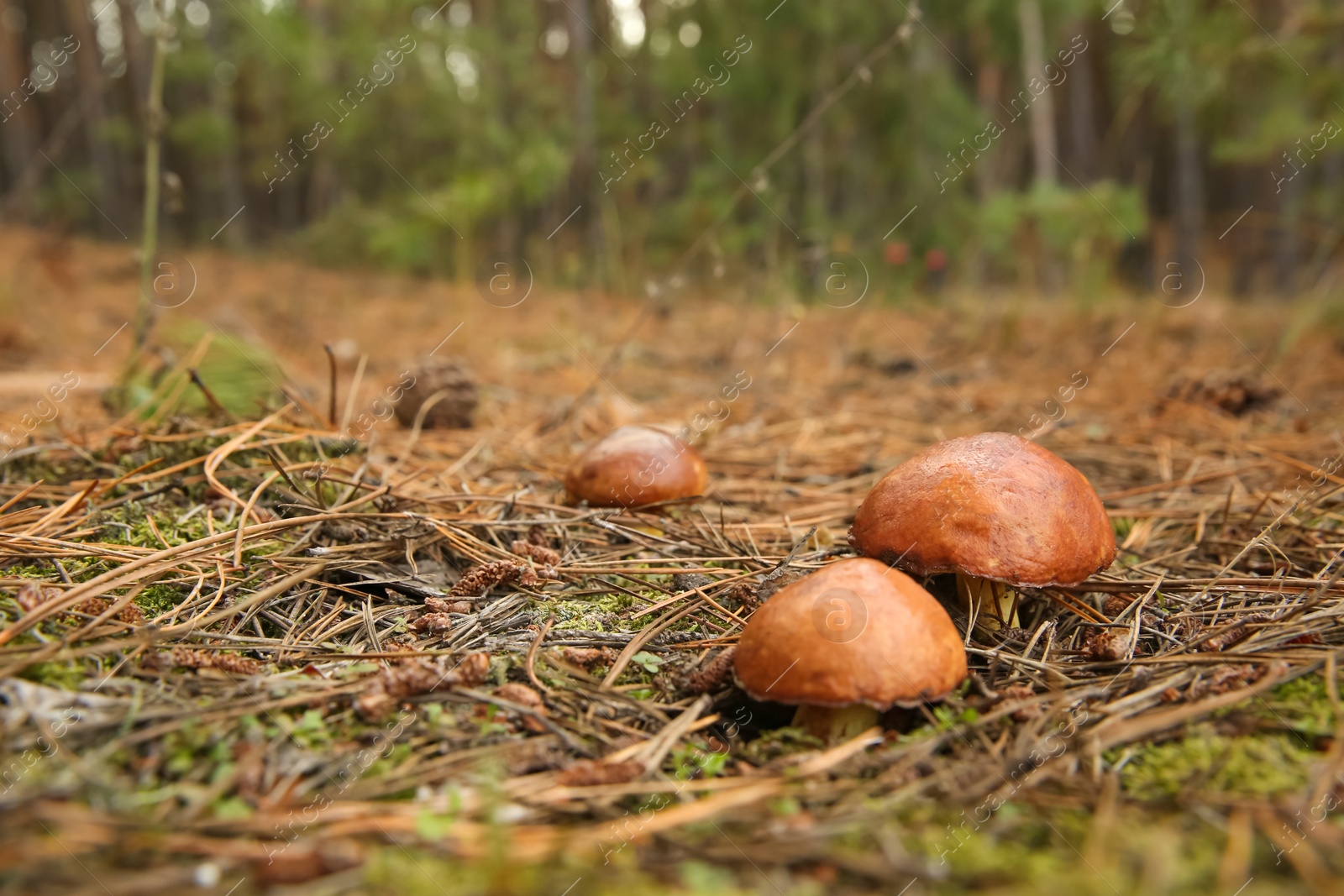 Photo of Brown boletus mushrooms growing in autumn forest