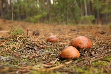 Photo of Brown boletus mushrooms growing in autumn forest