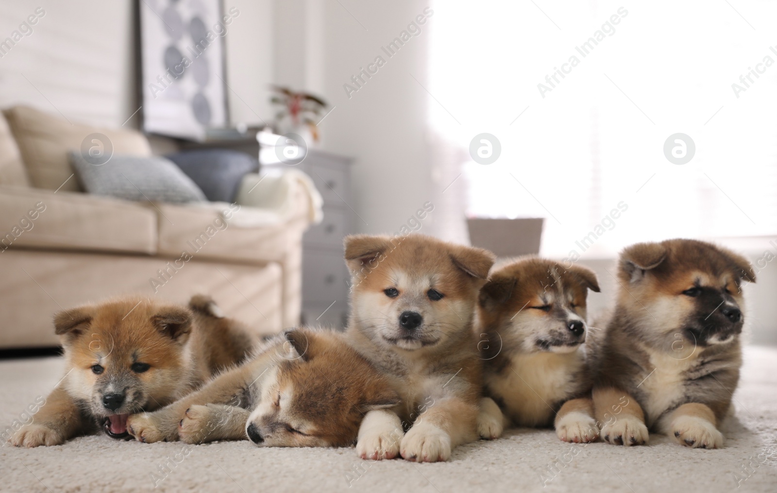 Photo of Adorable Akita Inu puppies on carpet indoors