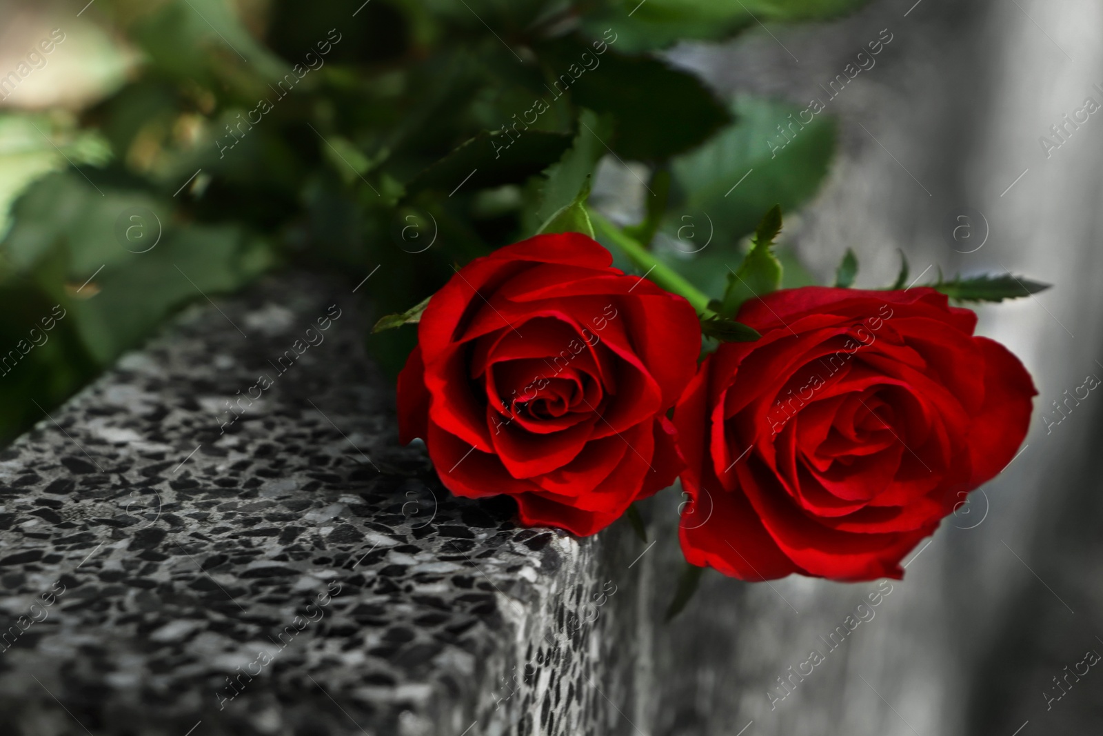 Photo of Red roses on grey granite tombstone outdoors, closeup