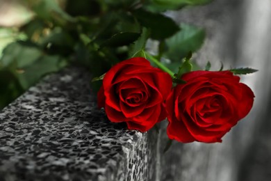 Photo of Red roses on grey granite tombstone outdoors, closeup