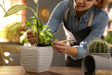 Photo of Young woman potting Dieffenbachia plant at home, closeup. Engaging hobby