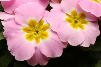 Photo of Beautiful primula (primrose) plant with pink flowers, top view. Spring blossom