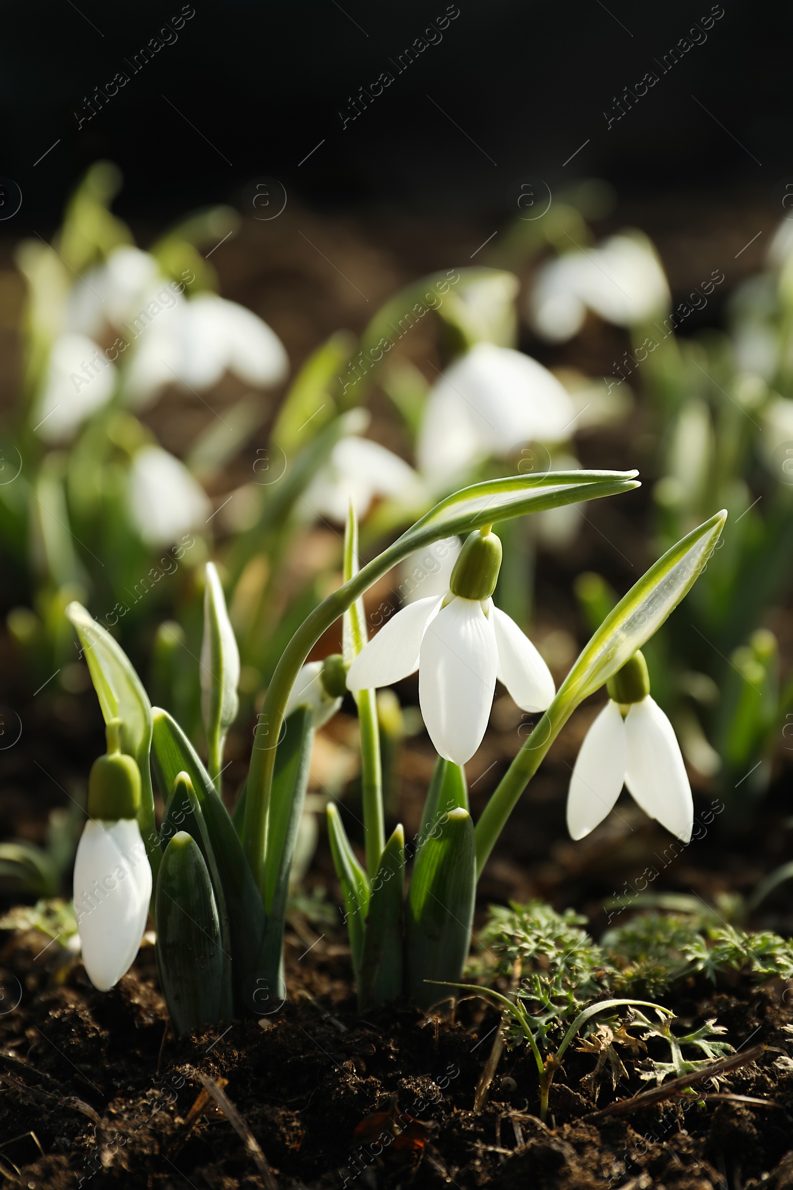 Photo of Beautiful snowdrops growing outdoors. Early spring flowers