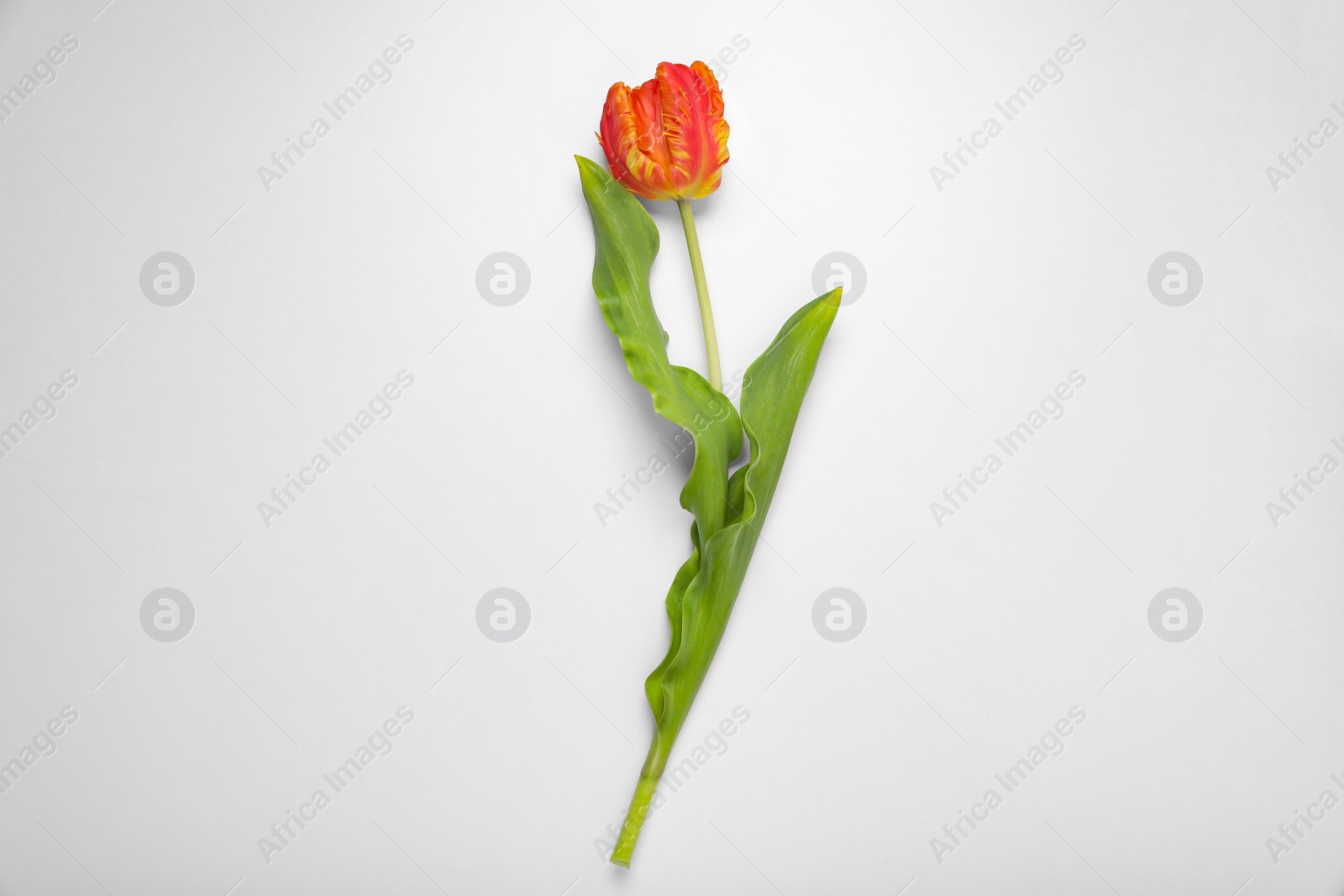 Photo of Beautiful red tulip flower on white background, top view