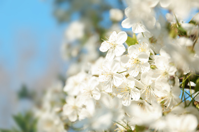 Blossoming cherry tree, closeup