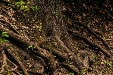 Photo of Tree roots overgrown with beautiful green plants outdoors, closeup