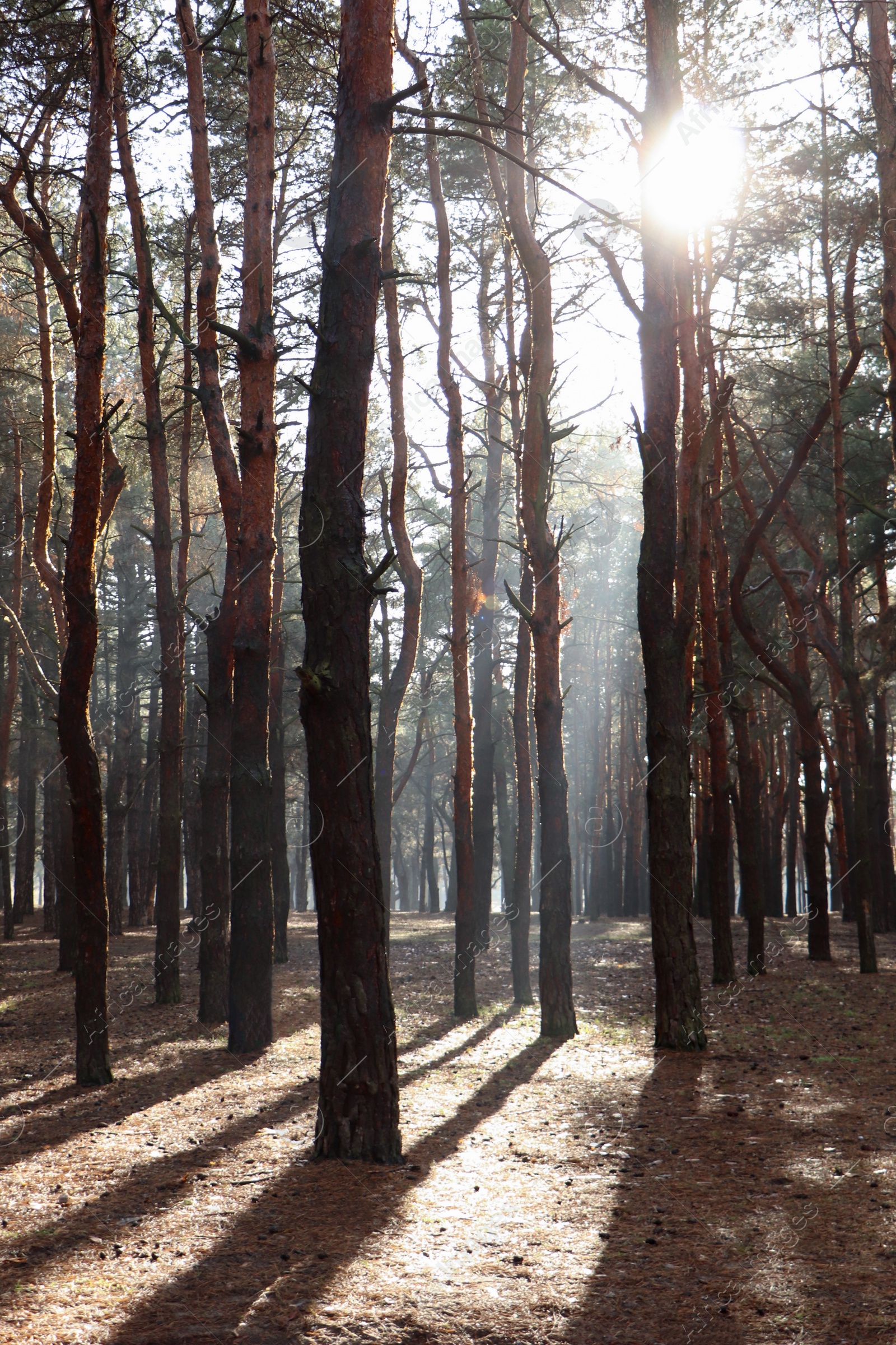 Photo of Picturesque view of beautiful forest on sunny day