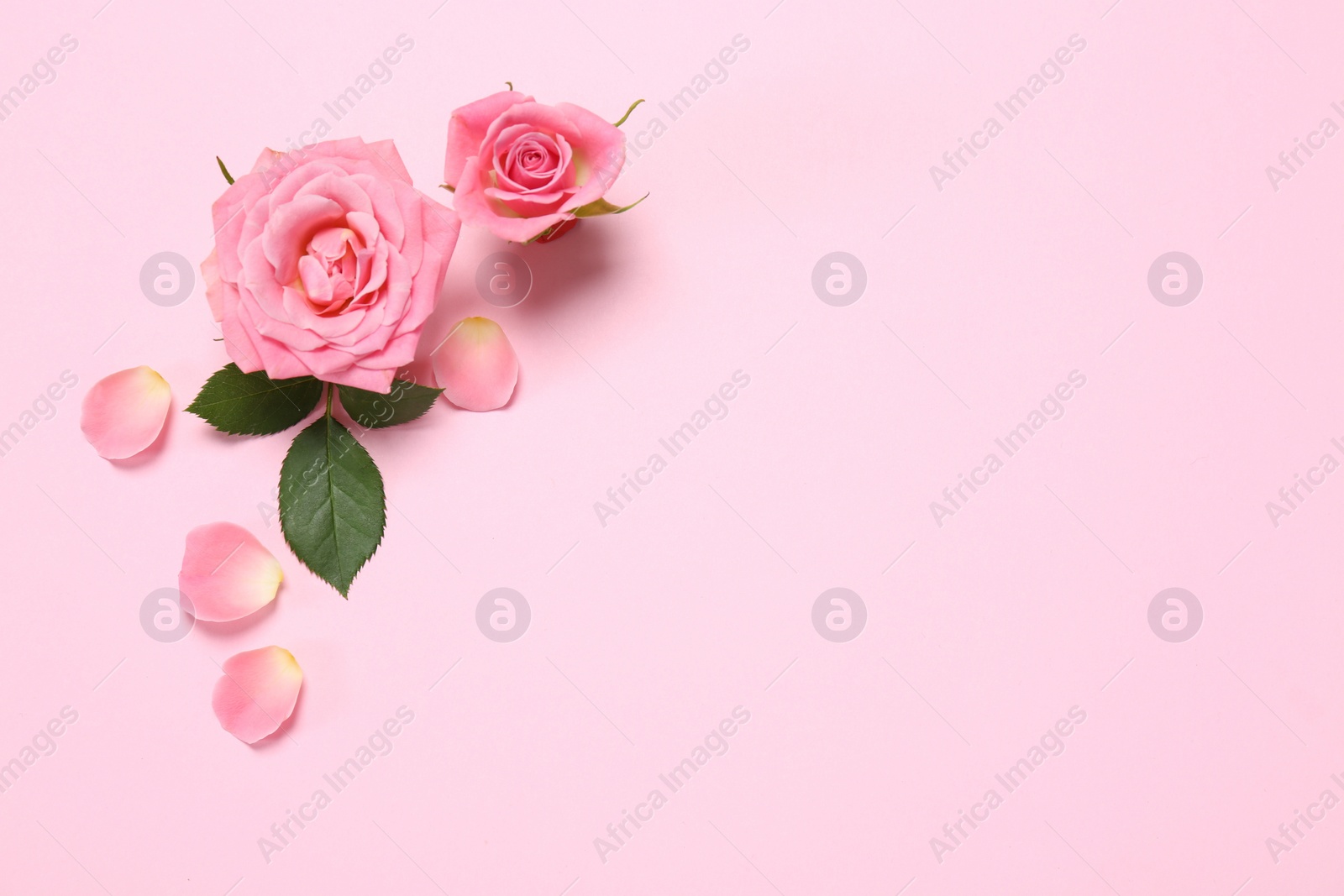 Photo of Beautiful floral composition with flowers on pink background, flat lay. Space for text