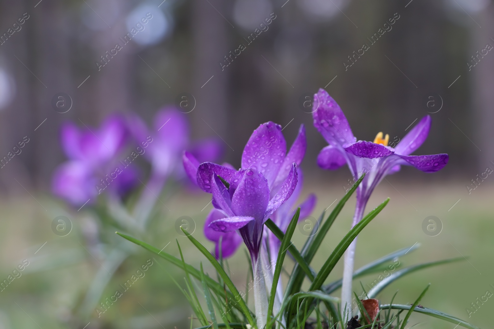 Photo of Fresh purple crocus flowers growing on blurred background