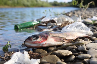 Dead fish among trash near river. Environmental pollution concept