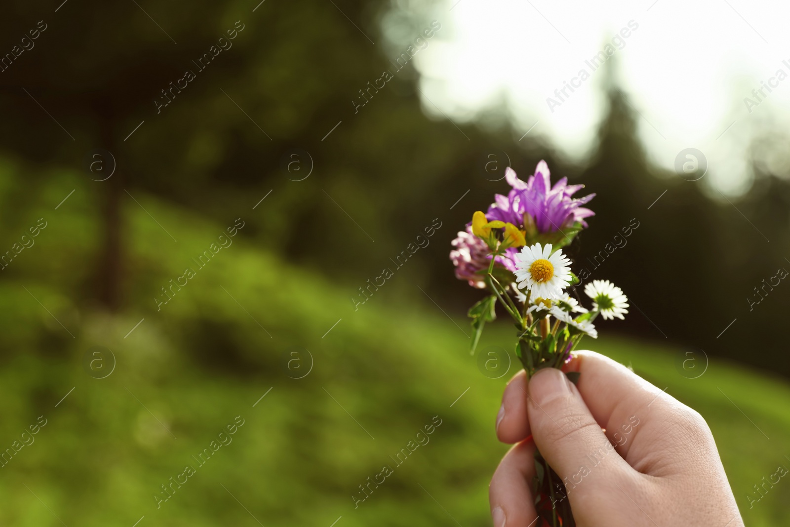 Photo of Woman holding bouquet of beautiful meadow flowers against blurred background