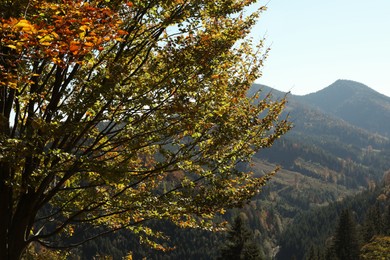 Photo of Picturesque view of beautiful mountain forest on sunny day in autumn