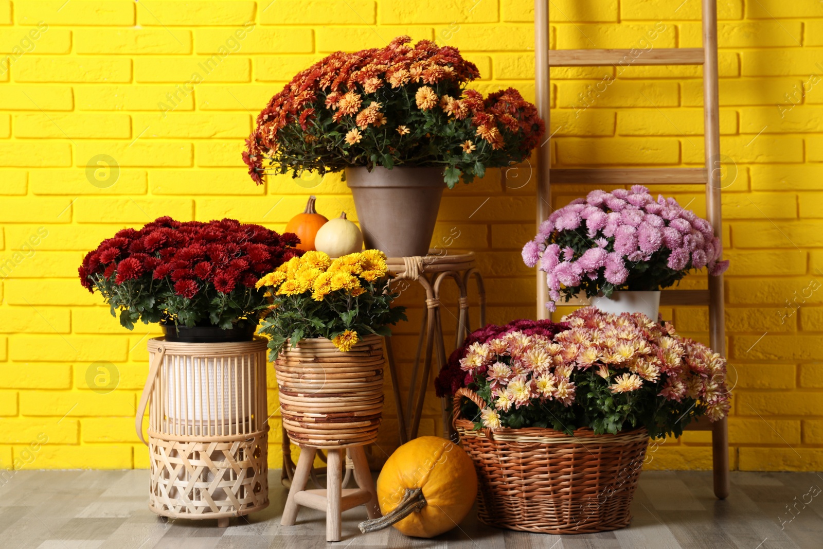 Photo of Beautiful potted fresh chrysanthemum flowers and pumpkins near yellow brick wall