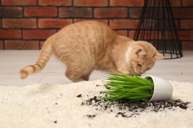 Cute ginger cat near overturned houseplant on carpet at home