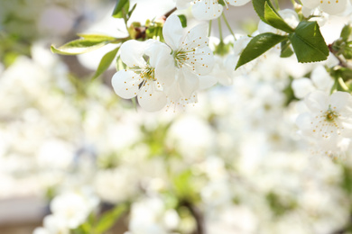 Closeup view of blossoming tree outdoors on sunny spring day