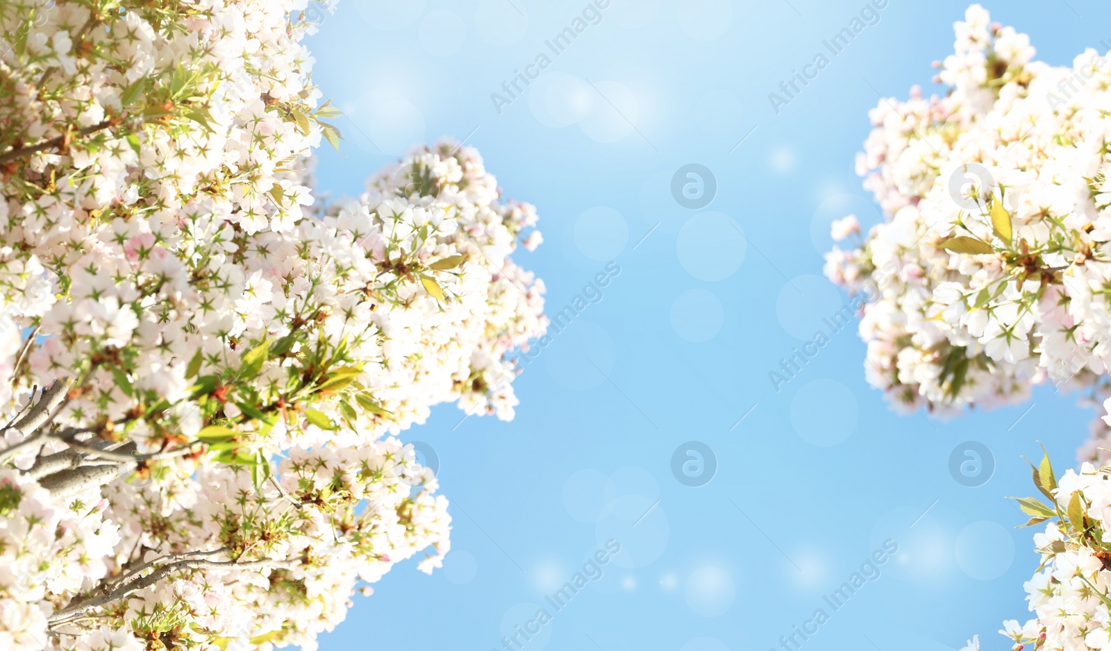 Image of Beautiful cherry tree on sunny day. Amazing spring blossom