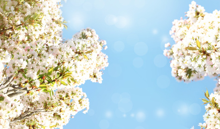 Image of Beautiful cherry tree on sunny day. Amazing spring blossom