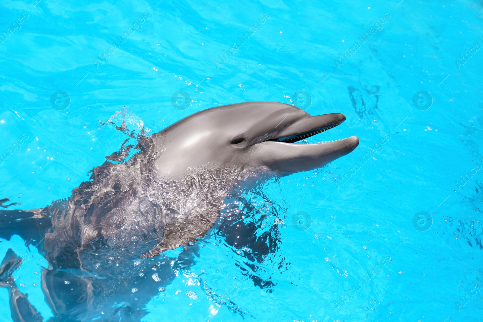 Photo of Dolphin swimming in pool at marine mammal park