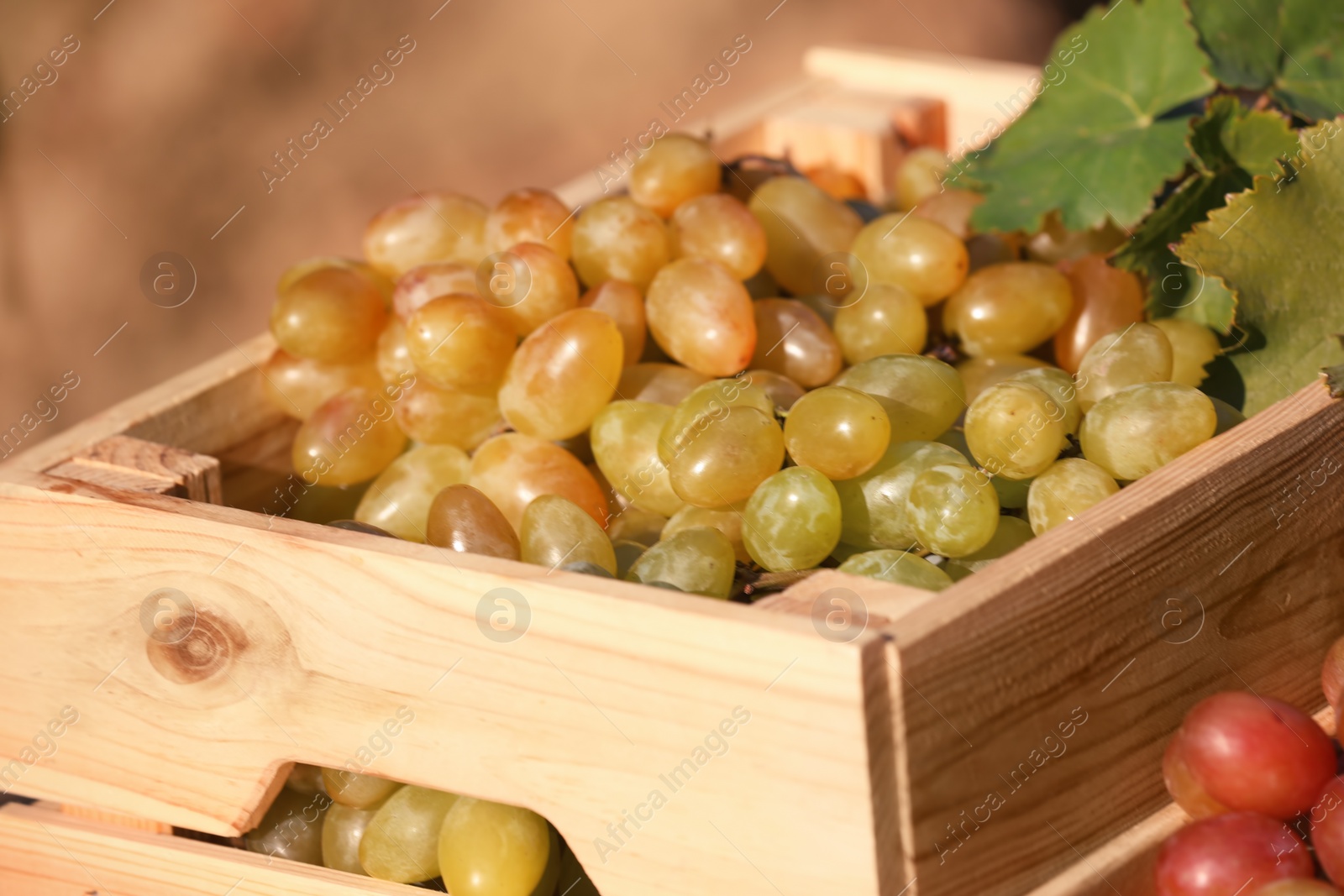 Photo of Fresh ripe juicy grapes in wooden crate against blurred background