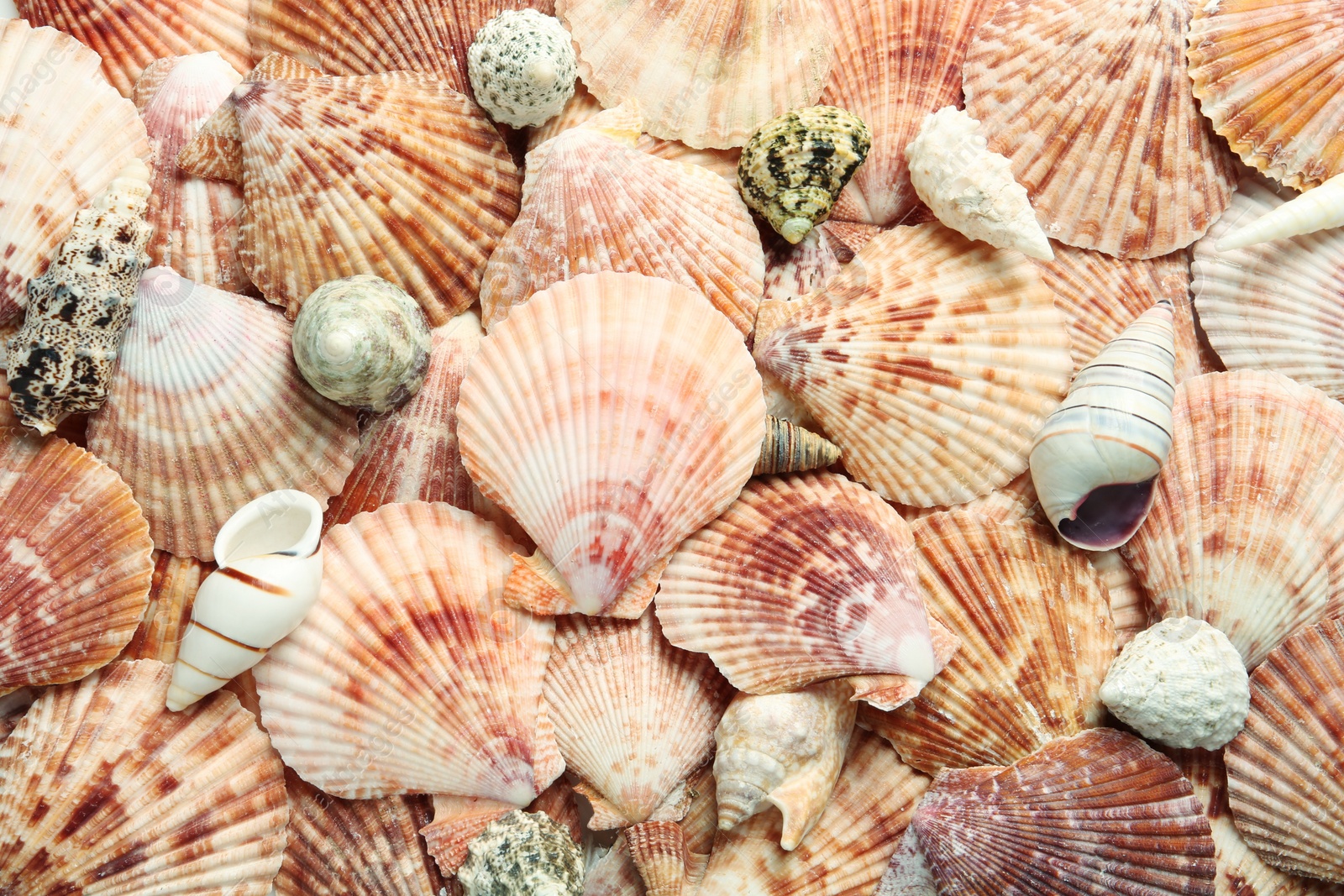 Photo of Top view of beautiful different seashells as background