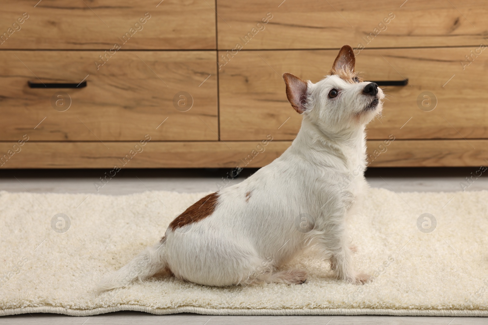 Photo of Cute dog near wet spot on rug indoors