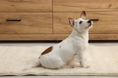 Photo of Cute dog near wet spot on rug indoors
