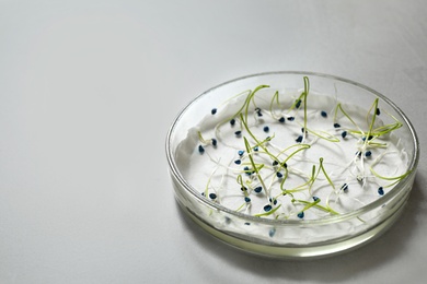 Photo of Germination and energy analysis of onion seeds in Petri dish on light table, space for text. Laboratory research