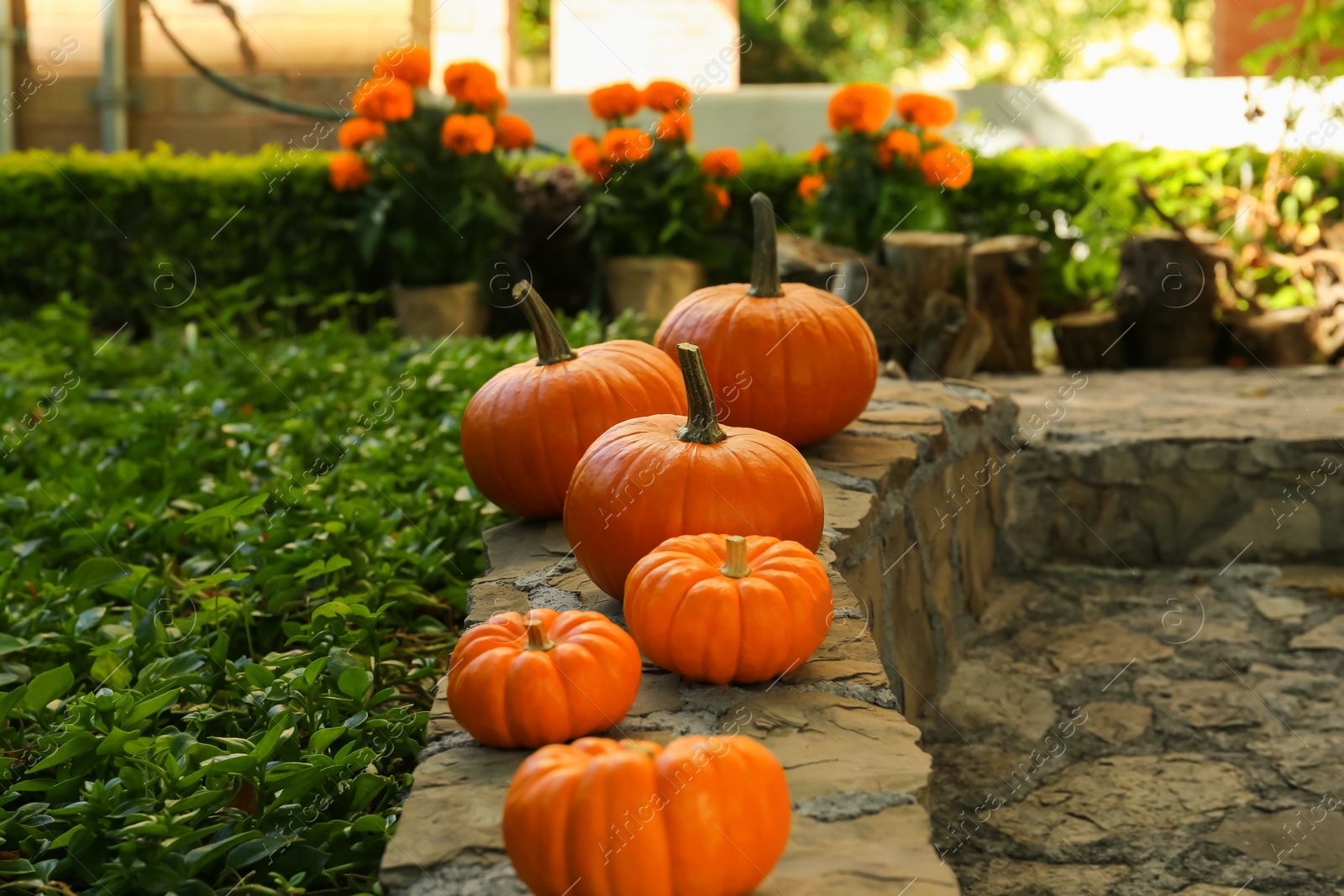 Photo of Many whole ripe pumpkins on stone curb in garden