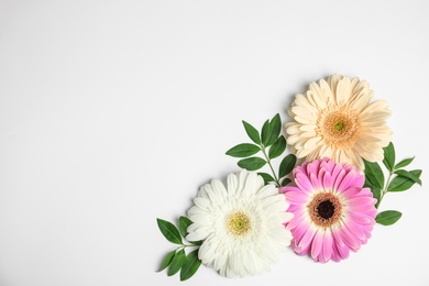 Flat lay composition with beautiful bright gerbera flowers on white background. Space for text