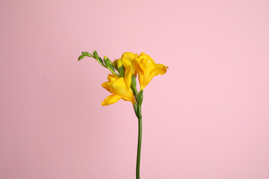 Photo of Beautiful yellow freesia flower on pink background