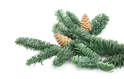 Fir tree branch with pinecones isolated on white