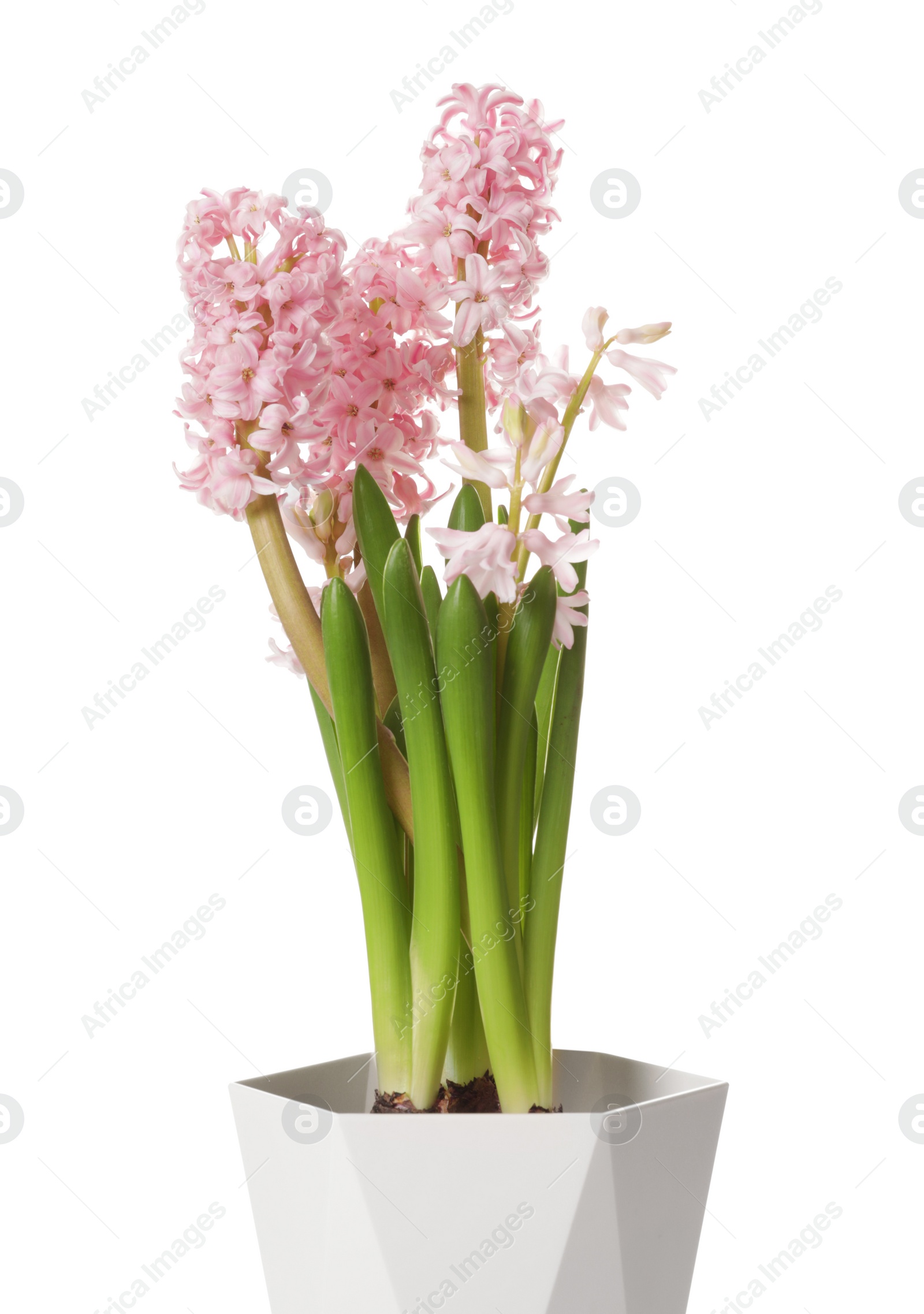 Photo of Beautiful spring hyacinth flowers isolated on white