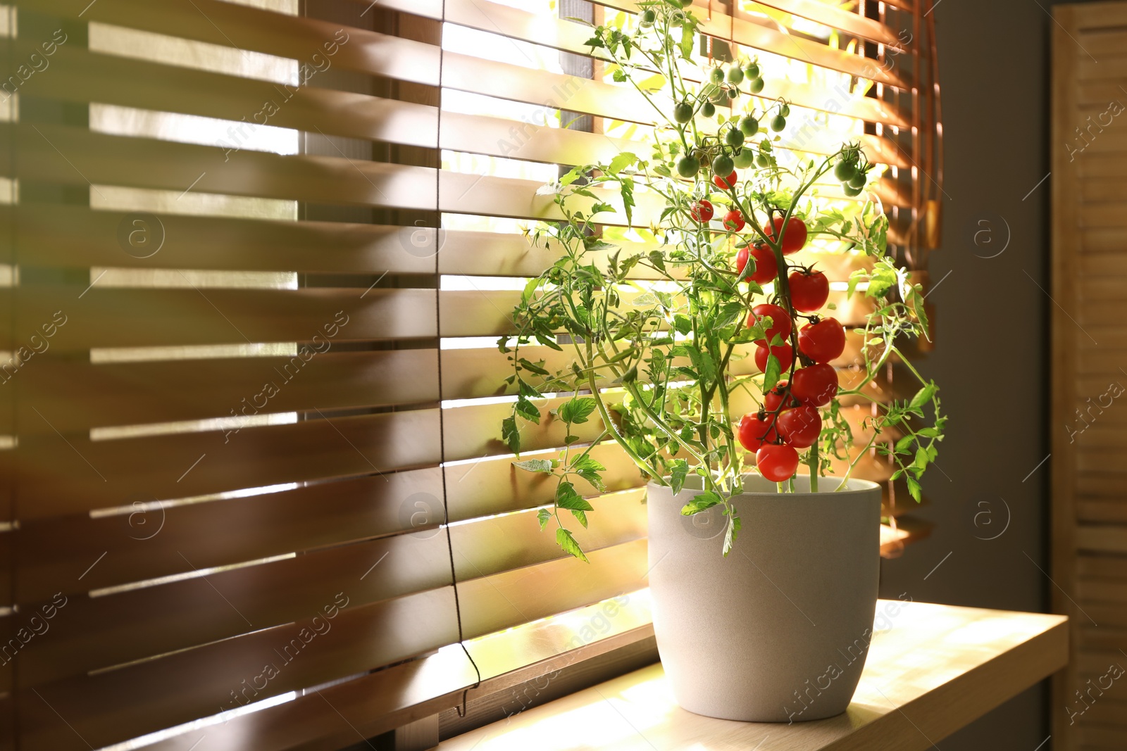 Photo of Tomato plant in pot on window sill indoors
