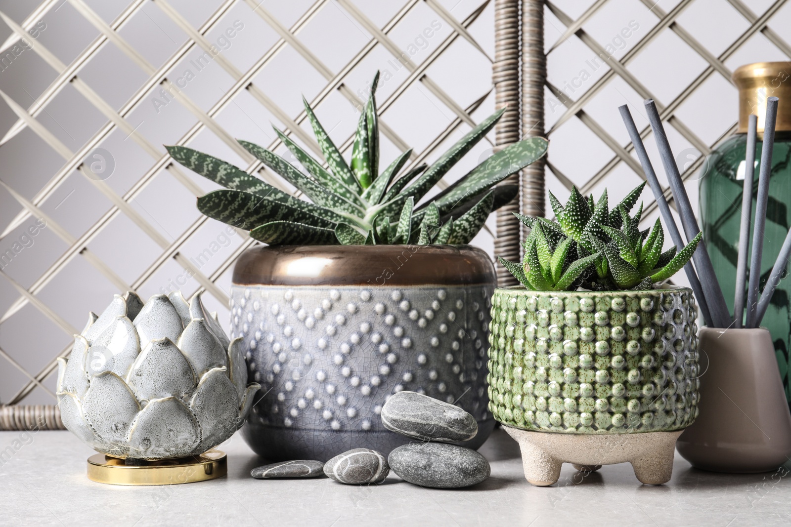 Photo of Beautiful Haworthia and Gasteria in pots with decor on grey table. Different house plants