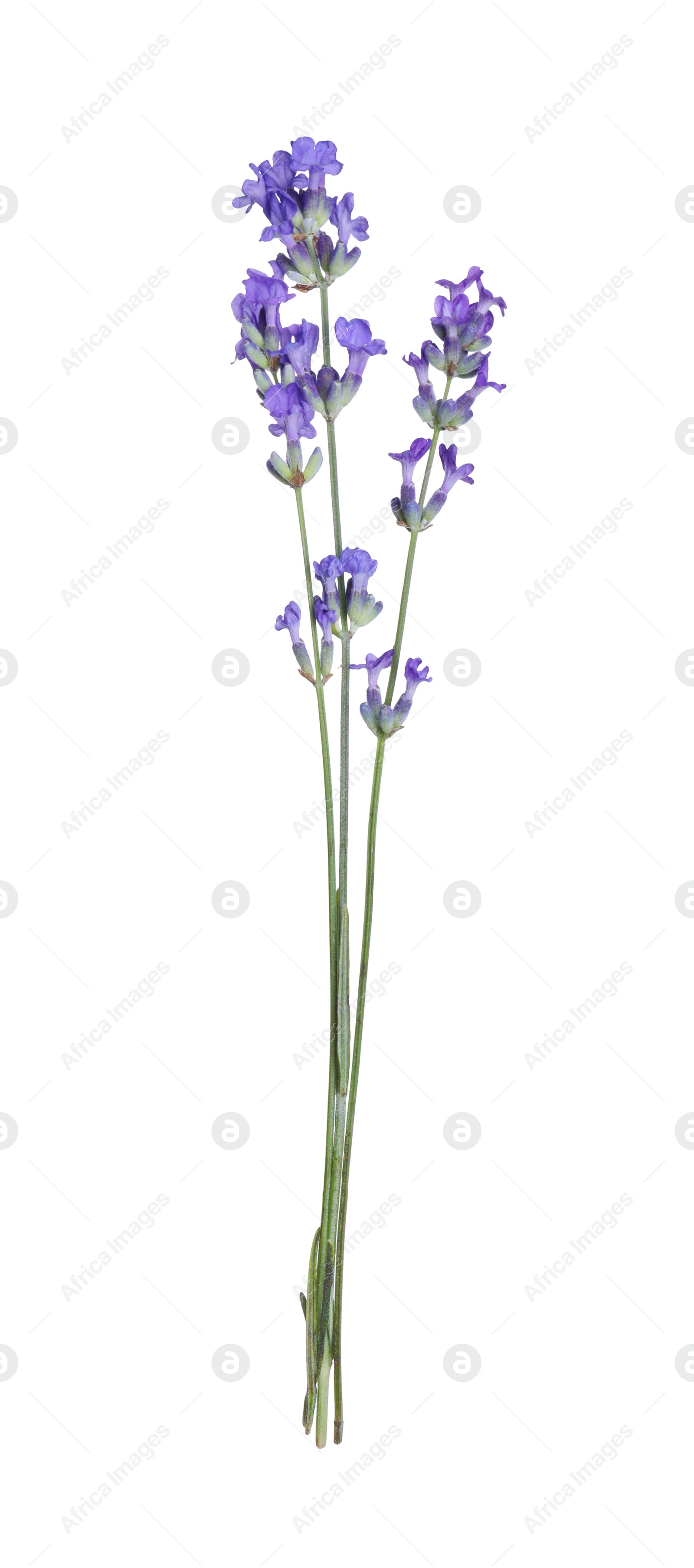 Photo of Beautiful blooming lavender flowers isolated on white