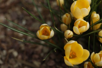 Photo of Beautiful yellow crocus flowers growing in garden, top view